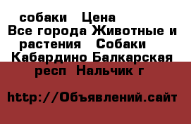 собаки › Цена ­ 2 500 - Все города Животные и растения » Собаки   . Кабардино-Балкарская респ.,Нальчик г.